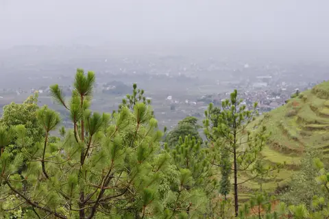 Terraces and pines at Lakuri Bhanjyang. Photo: Brabim Bhandari / Wikimedia Commons, CC BY-SA 3.0