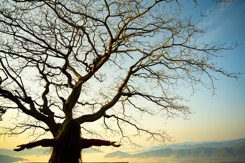 The old tree at Thulakot. Photo: Chillionaire rohit / Wikimedia Commons, CC BY-SA 4.0